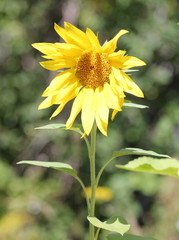 Молодой подсолнух