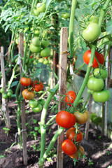 Tomatoes