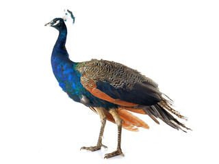 Naklejka premium young peacock