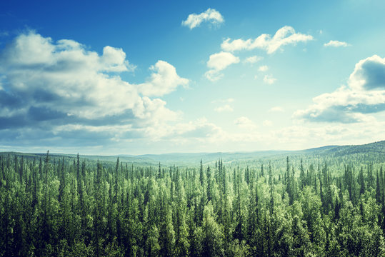 fir tree forest in sunny day © Iakov Kalinin