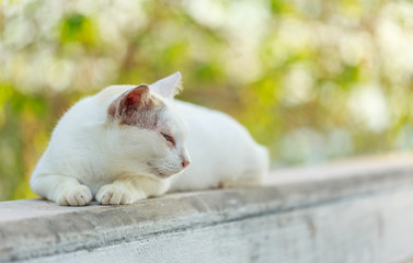 Naklejka na ściany i meble white cat on the cement wall