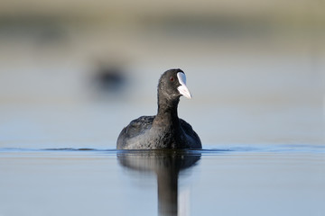 Swimming coot in the morning