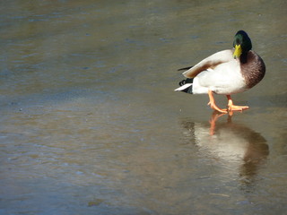 Ente spiegelt sich im Eis