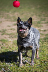 Australian cattle dog