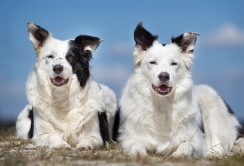 Two border collie dogs outdoors in nature