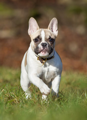 Purebred french bulldog