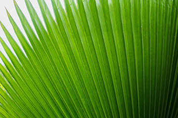 palm leaf background