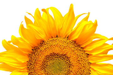Naklejka premium Sunflower