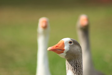 pato