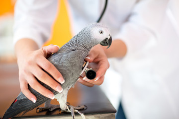 Examination of sick parrot with stethoscope at vet clinic