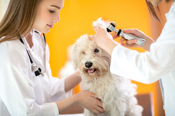 Ear examination of Maltese dog in vet clinic