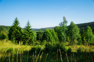 лесной летний пейзаж с зелёными древьями