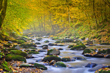 Landscape magic river in autumn forest at sunlight.