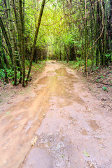 Fototapeta premium Wet road in rainforest.