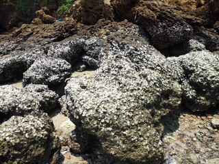 coastal boulders overgrown with shells on the ocean