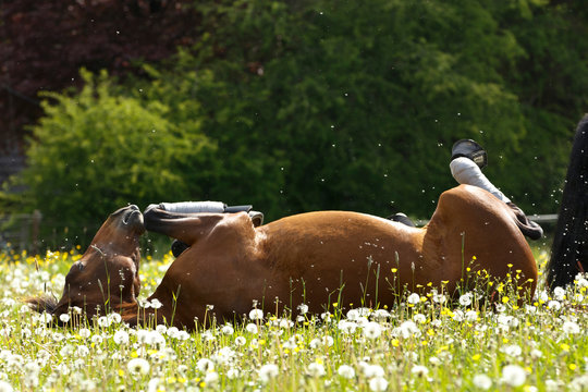 Pferd wälzt sich in Blumenwiese