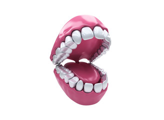 Permanent teeth, adult dentition