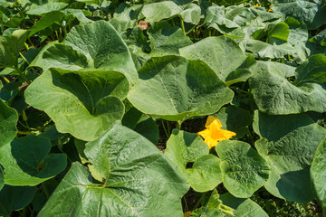 Hokkaido Kürbisblüte