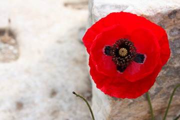 A Red poppy in the Turkish Ephesus site