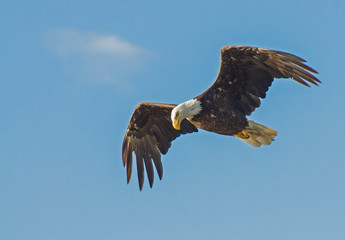 Bald Eagle in flight