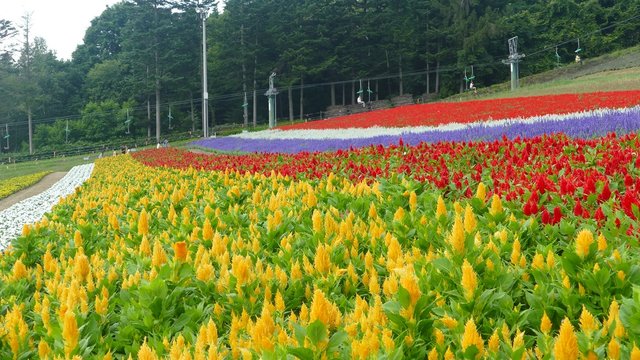 Flower Land Kamifurano, Flower garden with mountain view in Furano, Hokkaido Japan