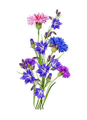 Flowers cornflowers isolated on white background. bluebel