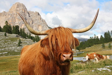 A highland cow in pasture at the FANES-SENES National Park, Alto Adige (Italy)