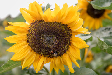 Naklejka premium Sunflower