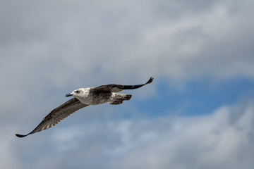 gaviota que abre las alas en pleno vuelo