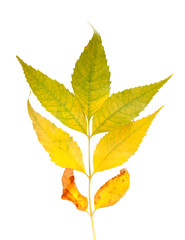 Autumnal ash-tree leaves