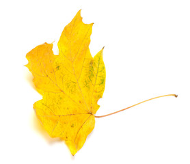 Yellow autumn maple-leaf isolated