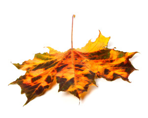 Multicolor autumnal maple leaf