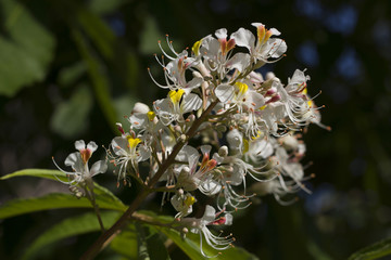 Flowers of an Indian horse chestnut tree © srekap