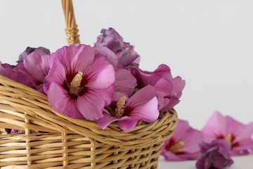 hibiscus