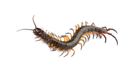 closeup of one brown centipede on white background