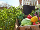 Farmer on local sustainable organic farm