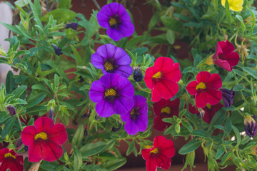 Zaubergl&ouml;ckchen - Calibrachoa