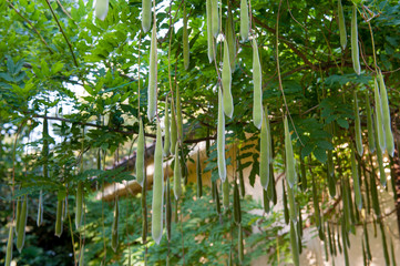 Obraz premium Multitude of wisteria pods in green garden