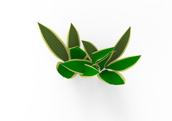 Houseplant - Variegated Snake Plant a potted plant on a white background