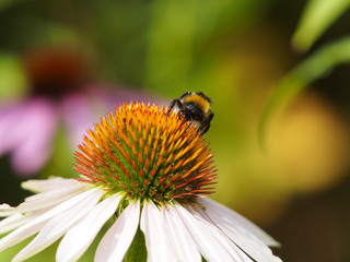Hummel auf Echinacea (Sonnenhut) Bl&uuml;te