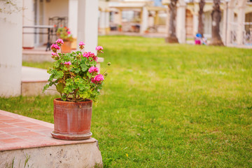 Fototapeta na wymiar Porch rustic Villa in Tuscan style with flowers, ceramic pots
