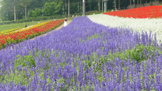 Flower Land Kamifurano, Flower garden with mountain view in Furano, Hokkaido Japan