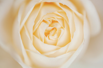 Yellow rose closeup tea rose, pastel yellow 
