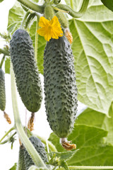 Growing cucumber and its flower in the greenhouse