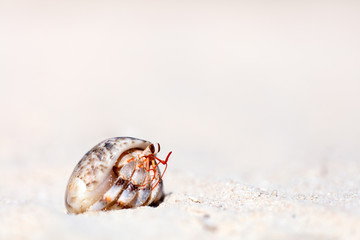 Hermit crab