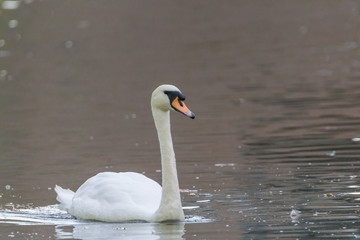 Höckerschwan auf dem See