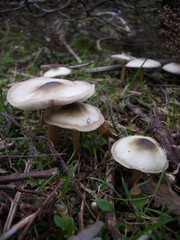 White mushrooms with dark cap centre