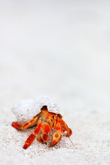 Hermit crab