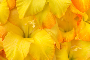 Fototapeta na wymiar orange blossom irises