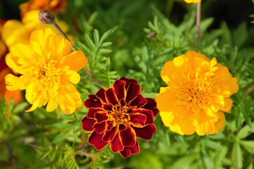 Three marigolds
